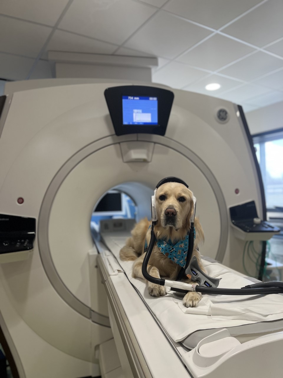 Golden retriever dog with headphones on an MRI table
