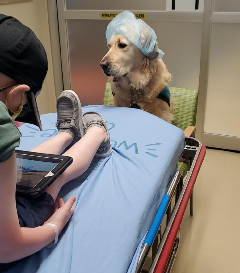 Peppermint sits at the foot of Owen's bed at an appointment