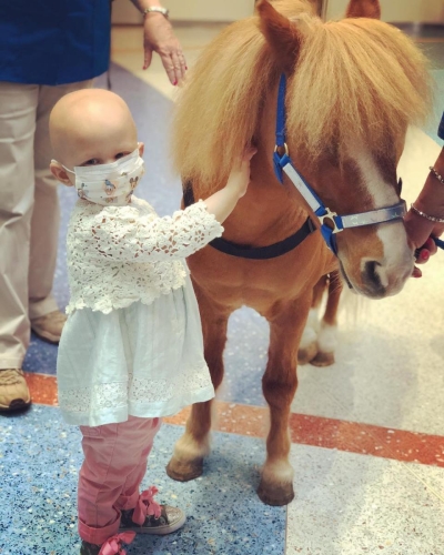 pet therapy horse 