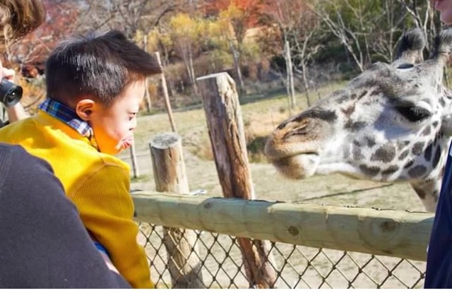 Down syndrome patient Jonah at the zoo looking at a giraffe
