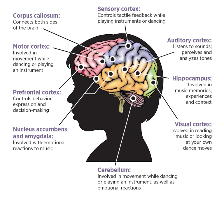 Dance and music alter the brain in opposite ways